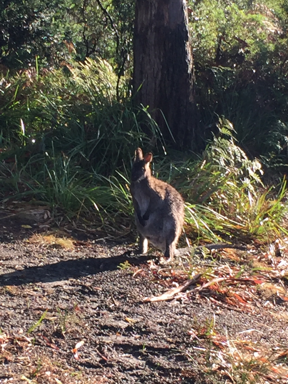 Wallaby outside our van one morning!
